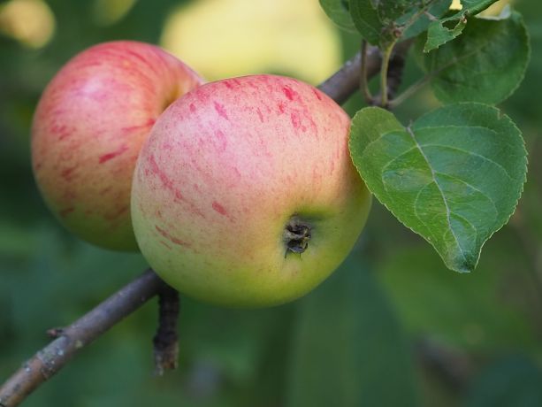 Hallinnon hedelmiä - tapaturmavakuutus?